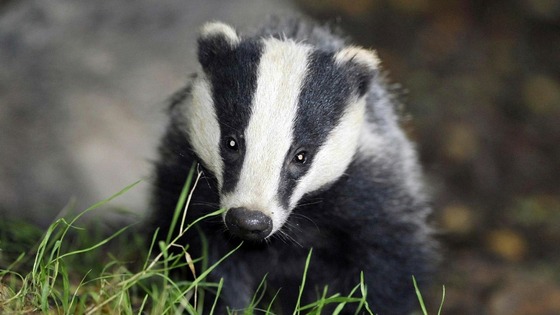 badger cull