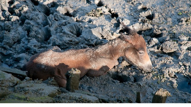 Mudlark the foal