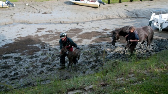 Hants FRS Officers lead foal and pony to safety