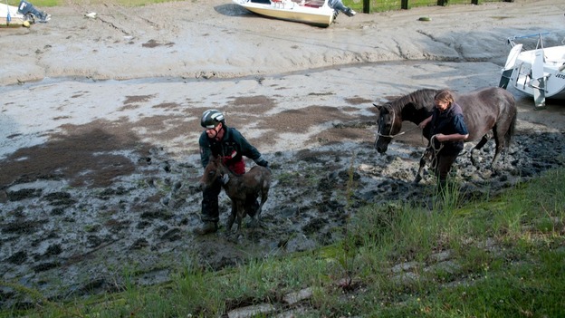 Hants FRS Officers lead foal and pony to safety