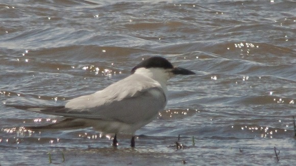 Gull-billed tern