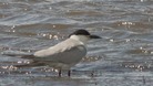 Gull-billed tern