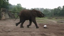 Nelly the elephant 