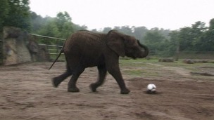 Nelly the elephant 