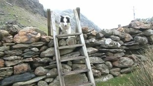 Rescue dog