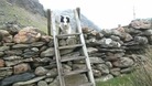 Rescue dog