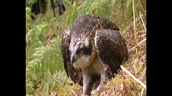 Ospreys in Scottish Borders