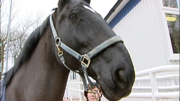 Nottinghamshire police could lose its mounted section