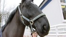 Nottinghamshire police could lose its mounted section