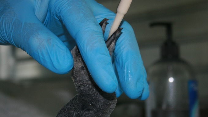 Keepers hand-reared "Big Chick" until he was old enough to live with his family