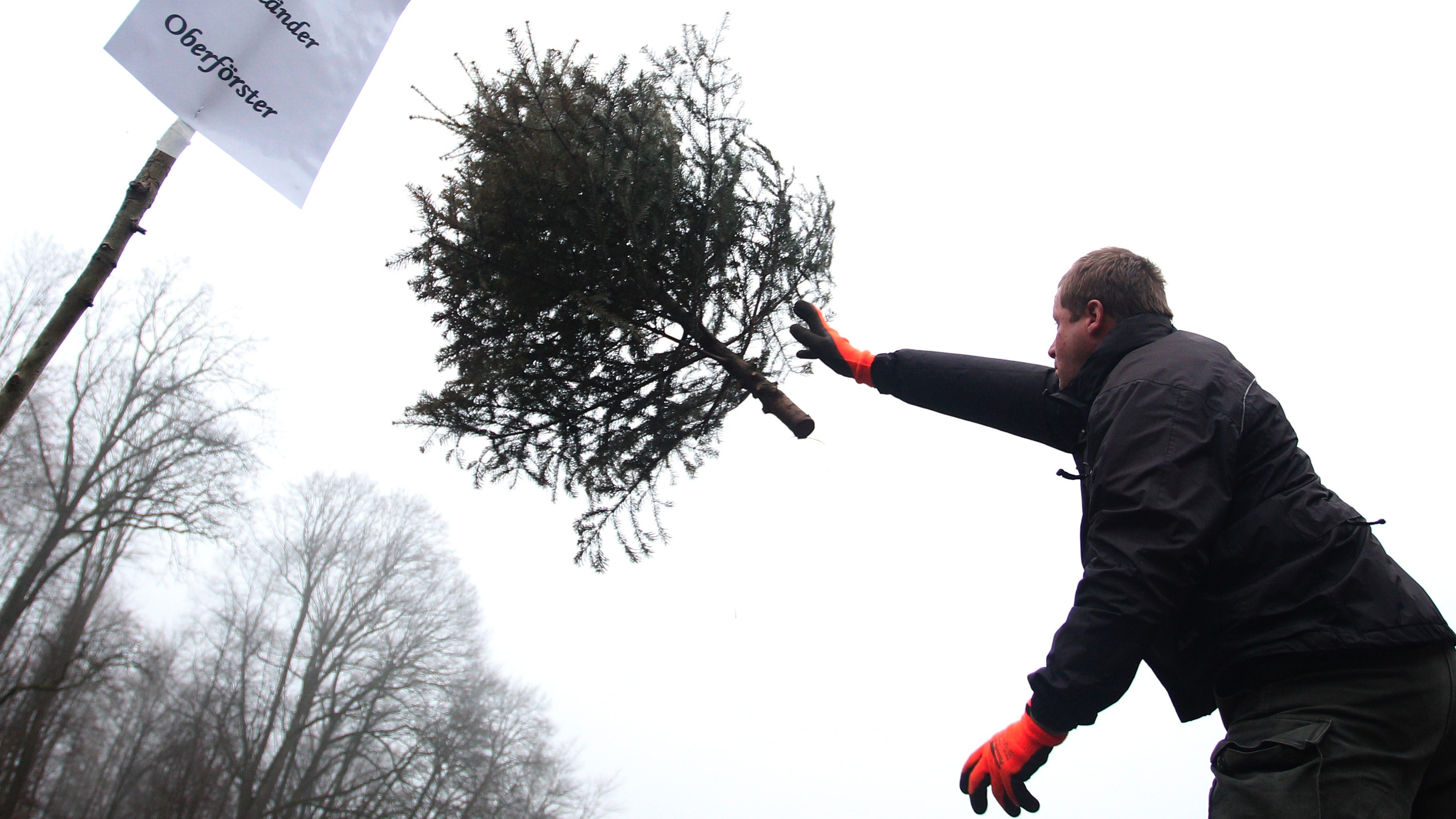 Midlands to host UK's first ever Christmas treethrowing contest