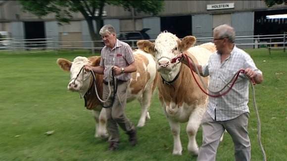 Cattle at Royal Norfolk Show