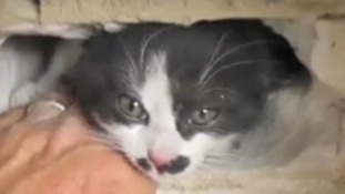Leila