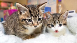 Cramar Cat Rescue And Sanctuary Birmingham West Midlands Cramar Cat Rescue And Sanctuary Birmingham West Midlands