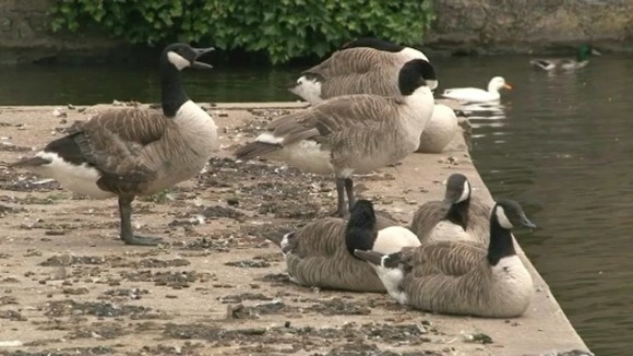 Ducks in Ely