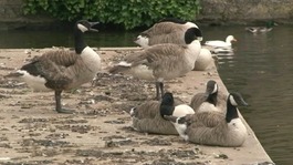 Ducks in Ely