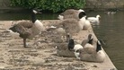 Ducks in Ely