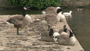 Ducks in Ely