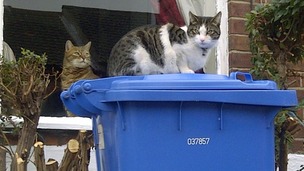 A cat on a bin
