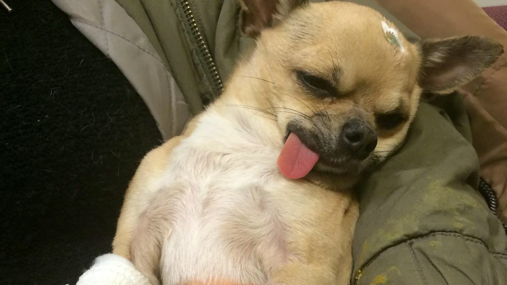 Chihuahua savaged by a dog after being mistaken for a rat London