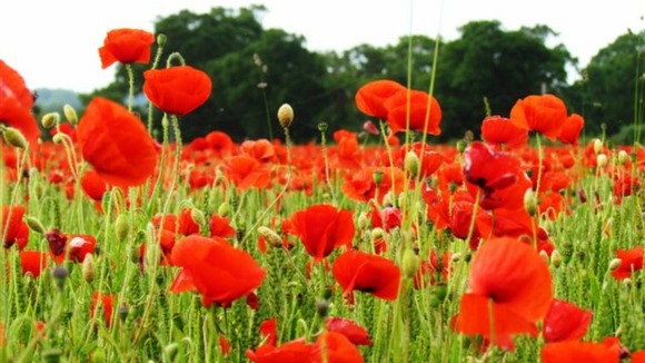 A field of poppies close to Fakenham, Norfolk.