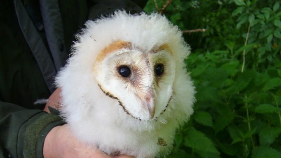 Young barn owl