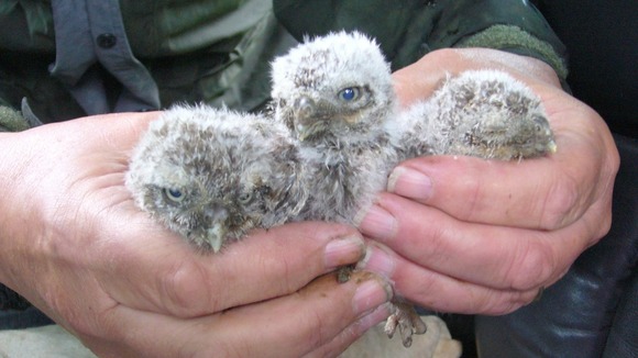 Barn owl chicks