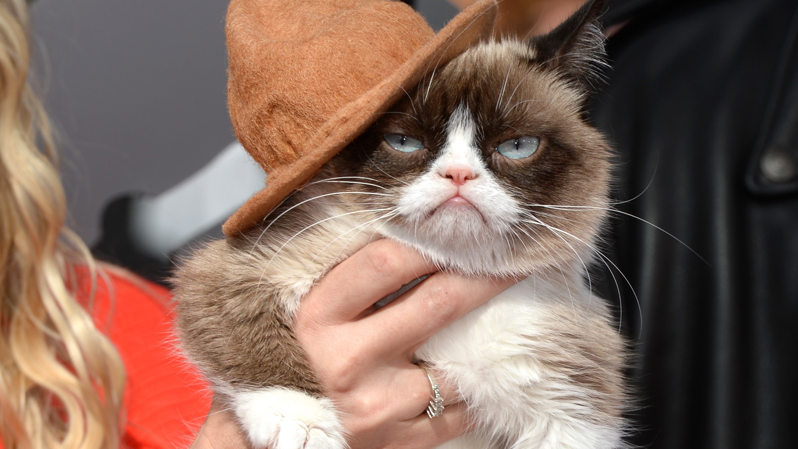 Good News For Grumpy Cat As Famous Feline Rakes In £64 Million Itv News