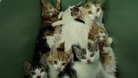Dumped cats