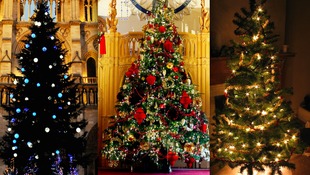 gower christmas tree goes on display for prime minister gower christmas tree goes on display for prime minister