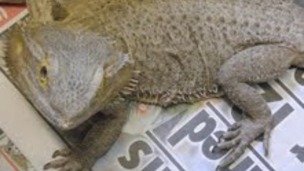 bearded dragon