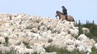 Shepherd rounding up sheep