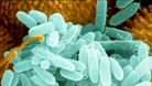 Pseudomonas bacteria