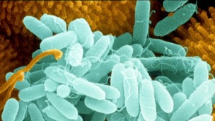 Pseudomonas bacteria 