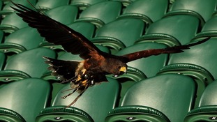 Rufus the Hawk, on Centre Court as he patrols the grounds to scare away pigeons during day three of Wimbledon 2012.