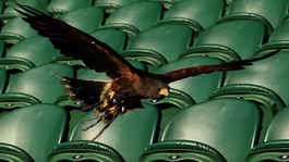 Rufus the Hawk, on Centre Court as he patrols the grounds to scare away pigeons during day three of Wimbledon 2012.