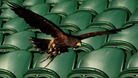 Rufus the Hawk, on Centre Court as he patrols the grounds to scare away pigeons during day three of Wimbledon 2012.