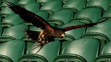 Rufus the Hawk, on Centre Court as he patrols the grounds to scare away pigeons during day three of Wimbledon 2012.