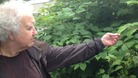 Austen Espeut, knotweed