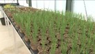 rare plants