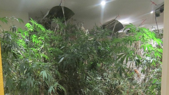 Cannabis