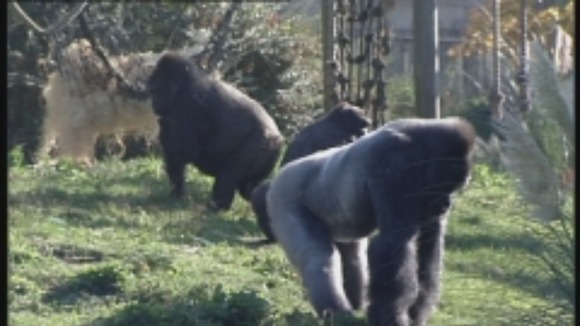 Gorillas at Bristol Zoo