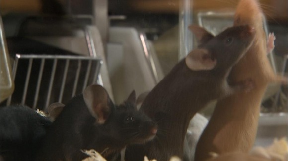Mice in Boston are getting younger