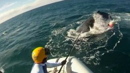 Rescuers struggle to free the whale