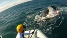 Rescuers struggle to free the whale