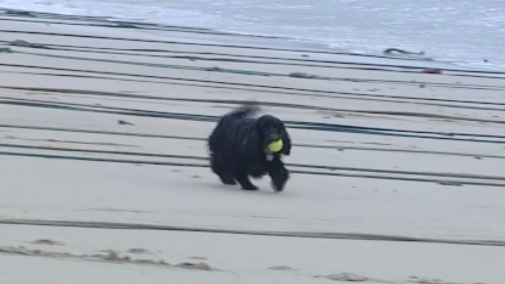 Itv News Dog Beach Ban Itv News Dog Beach Ban