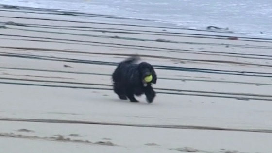 Dog