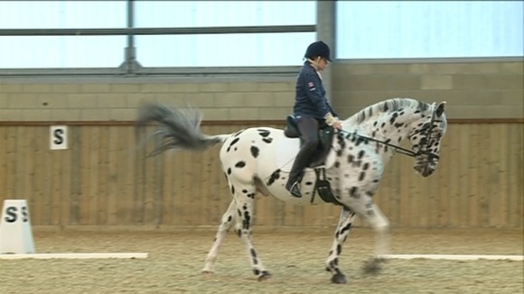 Horse