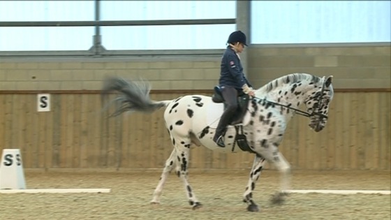 Horse