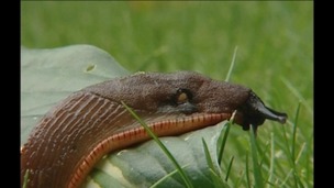 Slugs